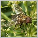 Pollenia sp - Fleischfliege m03.jpg